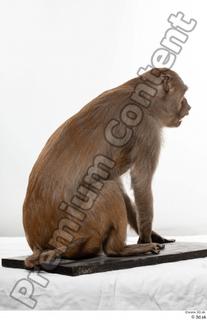 Monkey  2 whole body 0008.jpg